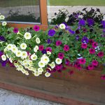 Terri Bergstrom - @faithandthymequilts - Instagram