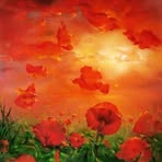 Terry Bianchi - Facebook