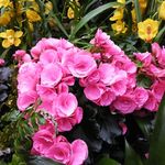 Terri Lynn Binion - @namaste_yaya - Instagram