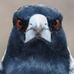 Terry De Boe - Facebook