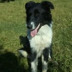 terry_border_collie - @terry_border_collie_2 - Instagram