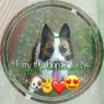 terry_border_collie_ - @_terry_border_collie_ - Instagram