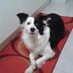 Terry Bordercolli - @bordercolliterry - Instagram