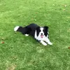 #Terry🐾 - @terry.bordercollie - TikTok