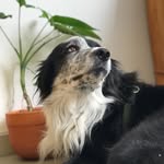 Terry - @terrybordercollie2 - Instagram