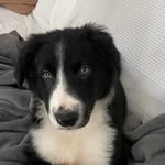 Terry - @terrybordercolliecs - Instagram