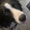 Terry the border collie - @terry_tricks - TikTok