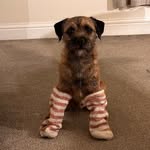 Terry the Border Terrier 🐾 - @thetailsofterry - Instagram