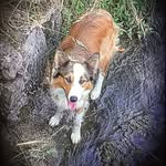 @terrybordercoly2019 - Instagram