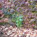 Teresa Bortz - Facebook