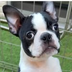 𝕋𝔼ℝℝ𝕐 - @terry_bostonterrir - Instagram