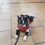 Terry Varon Diaz😍 - @terry_bostonterrier - Instagram