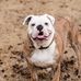 T-Bone Terry for Sir Bow Wow 2023 - Carnegie Carnival - Facebook