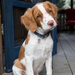 Brittany spaniel - @terry.brittanyy - Instagram