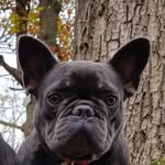Terry Bubble 🐾 - @bubbleterry - Instagram