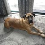Terri Burgan - @dobiedogs2002 - Instagram