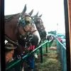 Terry Burger - @terry.burger - TikTok