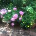 Terry Bushey - Facebook