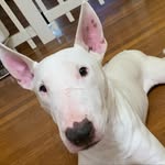 Caesar The Bull Terrier 🐾 - @bullterrycaesar - Instagram