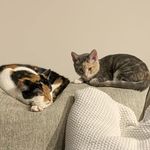 Terry and Pip - @terry_the_calico - Instagram