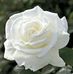 Theresa Callender - Facebook