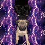 Calvin&Terry - @calvin_terry_mops - Instagram