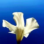 Terry Canavan - @canavanterryicghhhb - Instagram