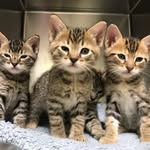 Terry The Cat - @terry_the_catt - Instagram