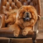 I’m Terry 🐾 🦁 - @terry_chow_chow - Instagram
