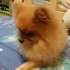 Terry  Chow - @terrychow46 - TikTok