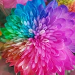 Terry Chow - Facebook