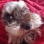 Terrence Chrisman - @terrencechrismanlmao - Instagram