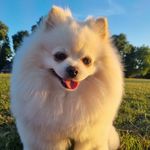 Terry the cloud ☁️ 🤍 - @whitepomterry - Instagram