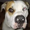 🇦🇺🇦🇺SWEET TERRY🇦🇺🇦🇺 - @terry.chonkyboy.w - TikTok