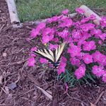 Terry Coons - @terry.coons1 - Instagram