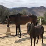 Terry & Rod Cordero - @one_and_a_half_horses - Instagram