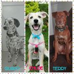 Terry Guapo Chloe Cordero Vargas - @larazanoimporta - Instagram
