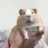 Corn&Terry&BullyShrew - @corn_terry_bullyshrew - TikTok