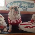 Lucy & Terry Lefevre Cornwall - @lucylefevrebulldogs - Instagram