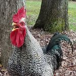 Terry Crider - @thecriderchickinn - Instagram