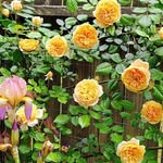 Terri Cutlip - @poodlegirl2013 - Instagram