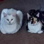 Terri Kosa Cutlip-George - @terricgeorge - Instagram