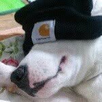 bow wow ! - @terrydaily - Instagram