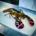 terry 🦞 - @daily.lobsterterry - Instagram