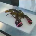 @terry_daily_ded - Instagram