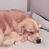user9067342146797 - @terrydailydogs - TikTok