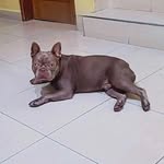 Terry Danielle - Exotic Bull French 🐶 - - @terry_danielle23 - Instagram