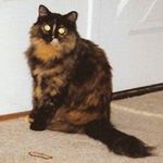 Terry Cassada Deason - @stitchacat - Instagram