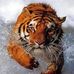 Theresa Bertapelle Dieringer - Facebook