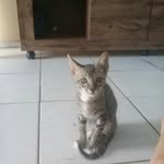 terry dos santos - @terry_taiger_dos_santos - Instagram